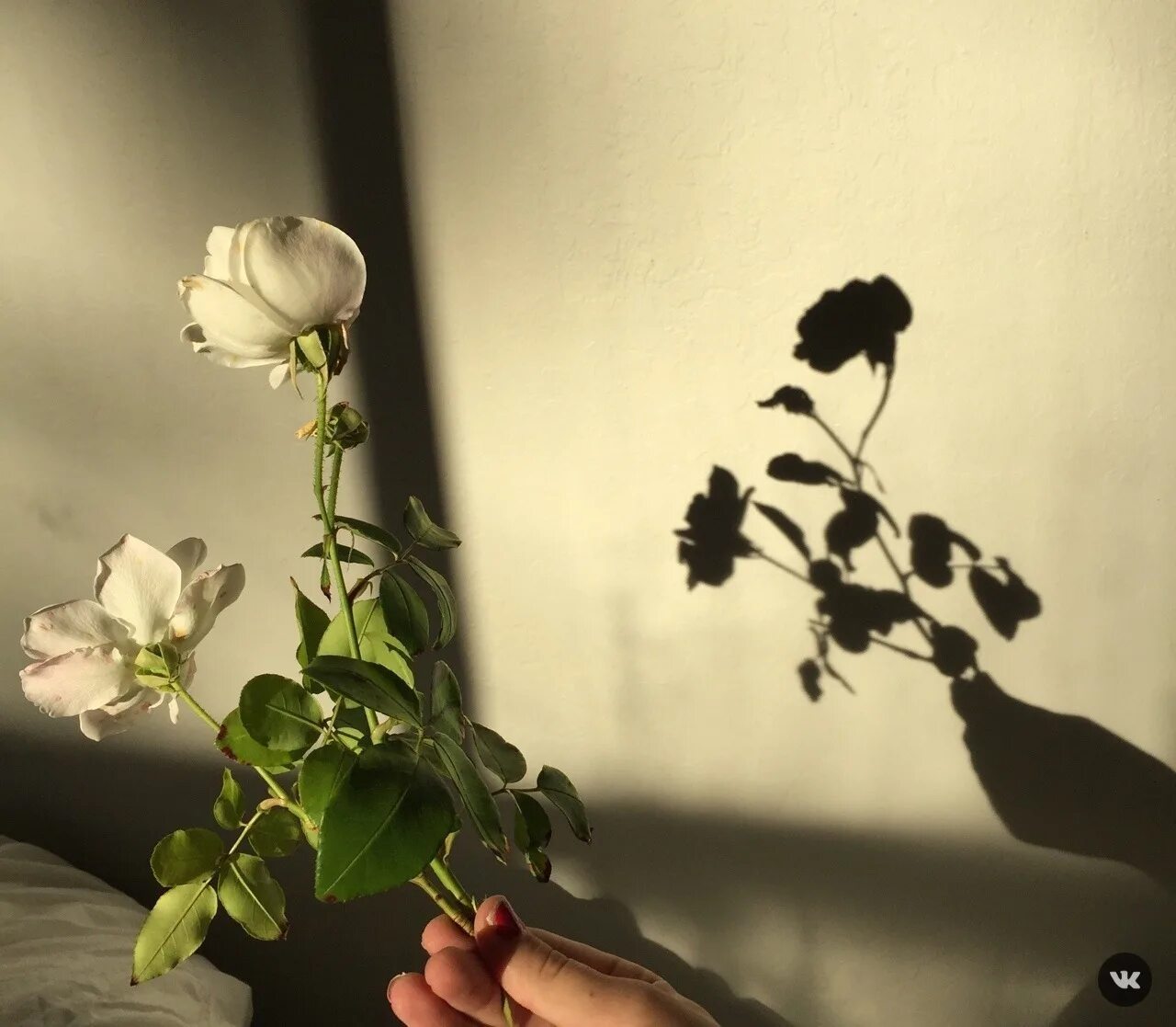 Девушка лежит в цветах. Спокойной ночи сирень ночная. Мертвая девушка в цветах арт. Классические розы стих. Были розы.