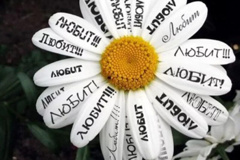 гадать на ромашке. ромашка любит не любит. люблю ромашки. погадаю на ромашке. гадание на ромашке.