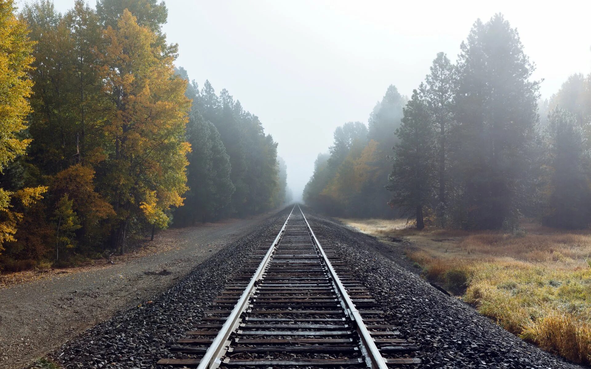 Светлогорский лес Старая железная дорога. Алишаньская Лесная железная дорога. Железная дорога в лесу. Рельсы в лесу. Ж жит