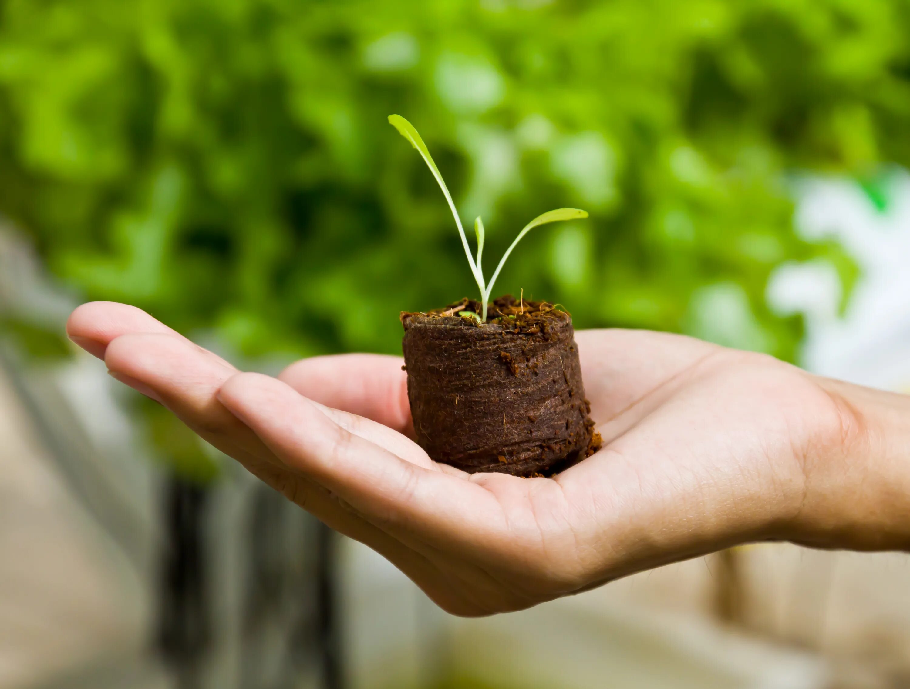 Plant protection. Росток в руках фото. Росточек в руках фермера. Саженец под защитой. Источник энергии высаженных деревьев.