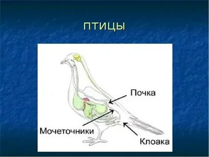 Почки у птиц