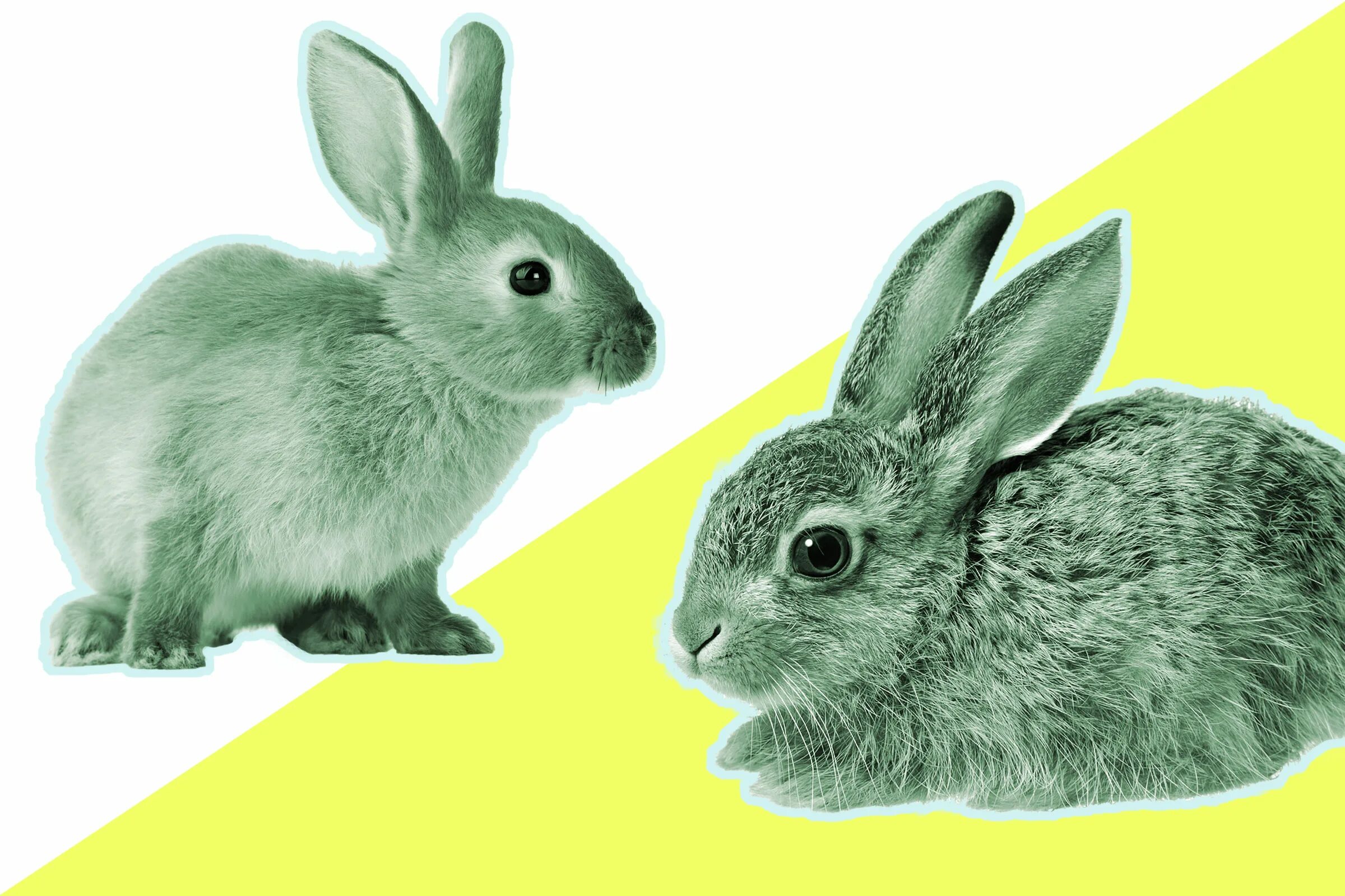 заяц и кролик. кролик породы рекс. между зайцем и кроликом. межпородное скрещивание кроликов. заяц и кролик разница.