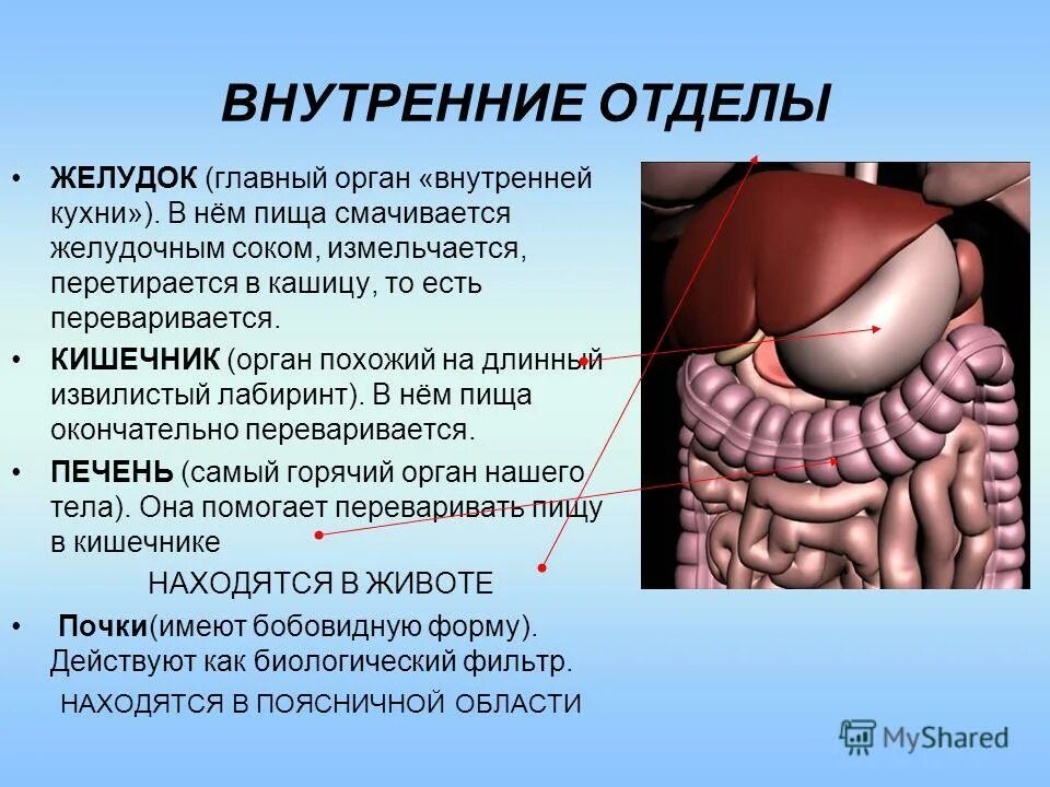Что является внутренним органом