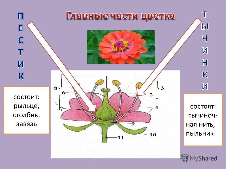 Рыльце столбик и завязь. Главные части цветка. Рыльце цветка. Завязь столбик.