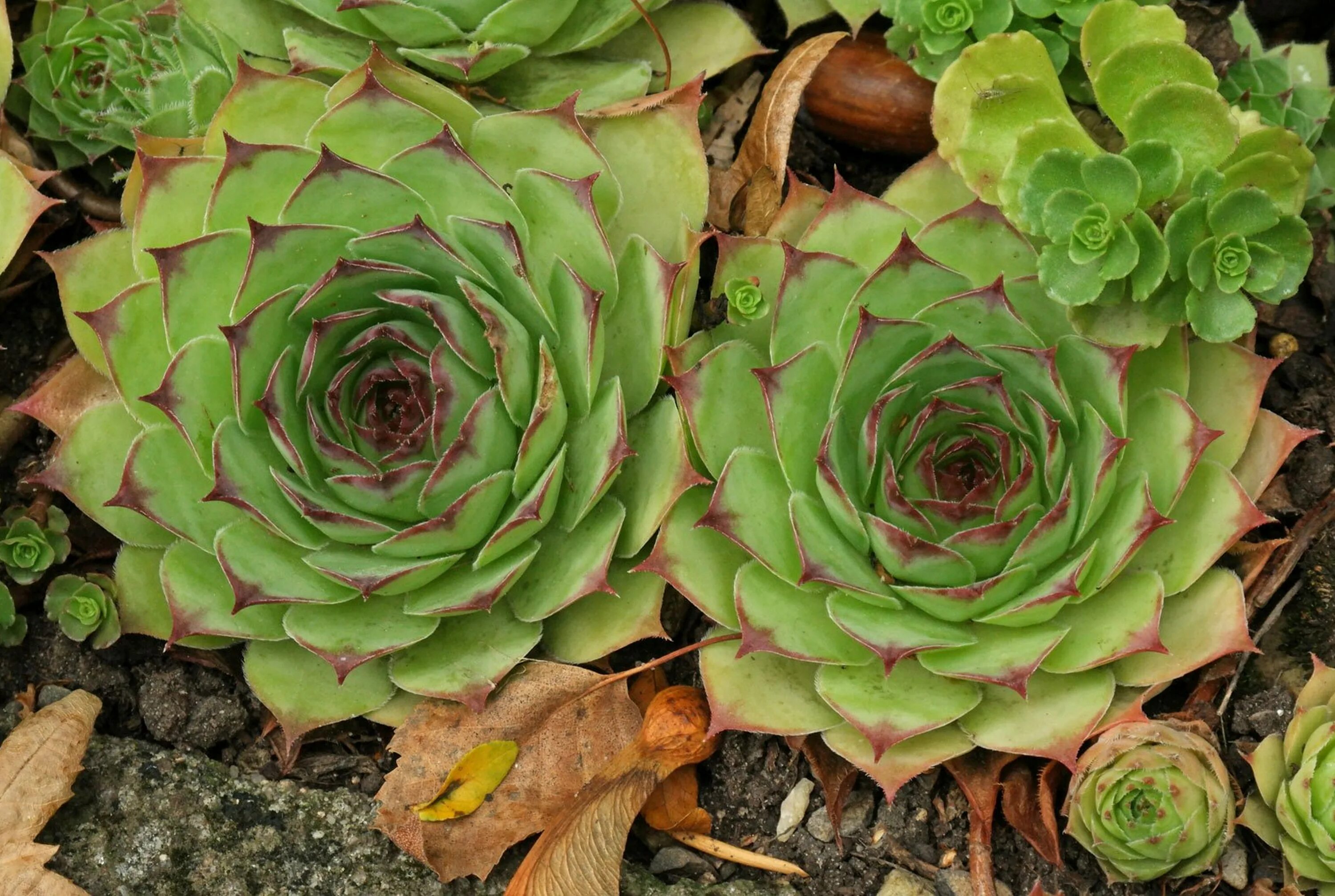 Молодило выращивание. Молодило (Sempervivum). Семпервивум молодило. Молодило кровельное (Sempervivum tectorum). Суккуленты молодило семпервивум.