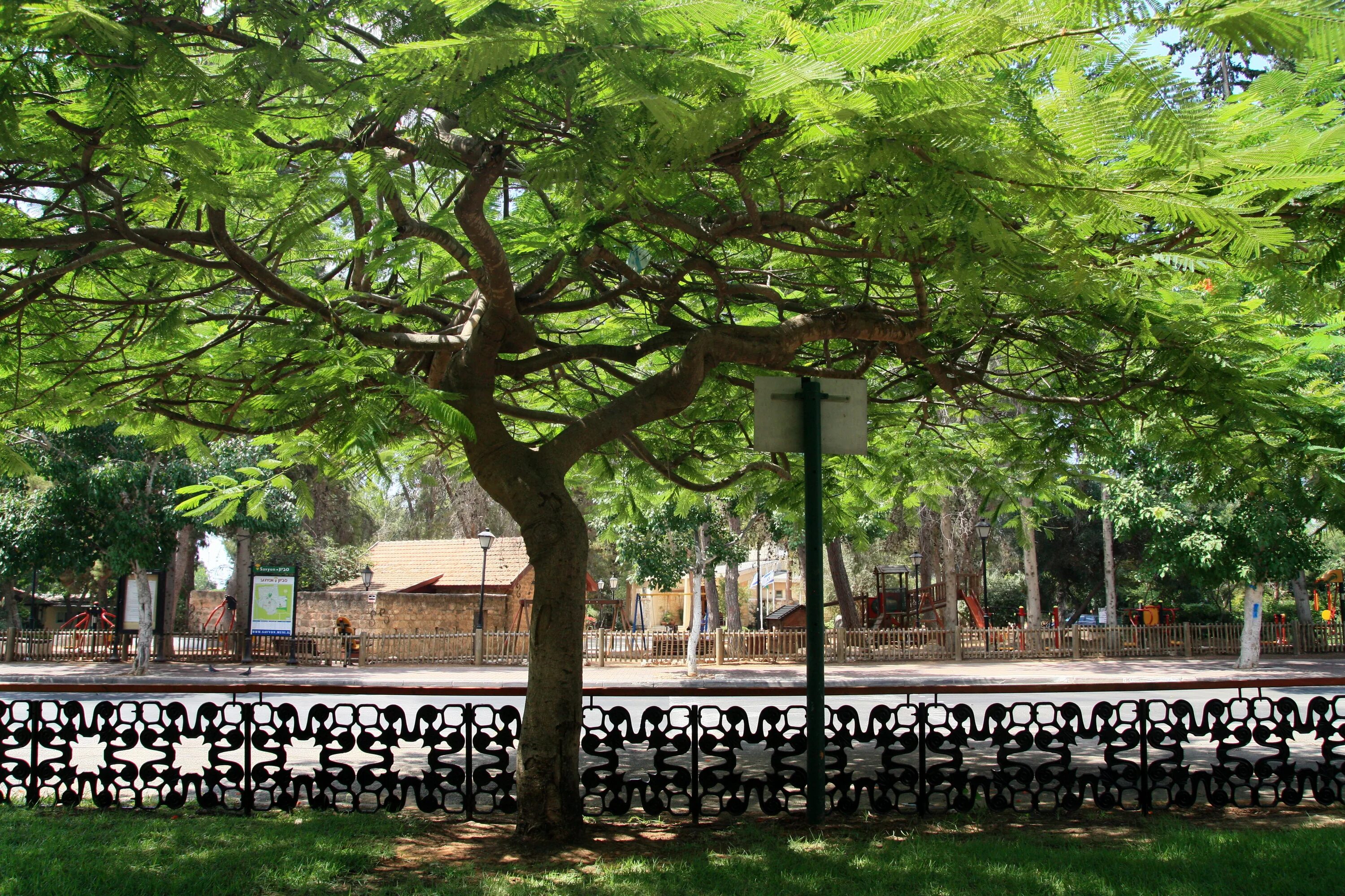 Street trees. Улица с деревьями. Панорама улицы с деревьями. Улица с деревьями Америка. Деревья на улицах Малайзии.