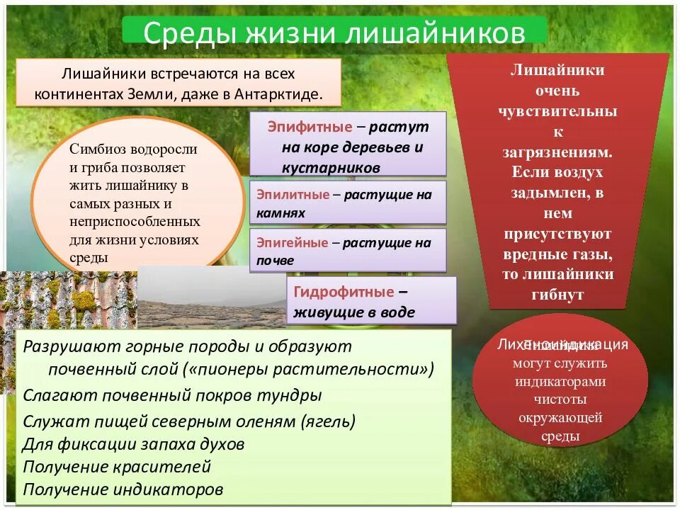 Жизнь лишайников. Условия необходимые для жизни лишайников. среда жизни лишайников. условия жизни лишайников. какие условия необходимы для жизни лишайников.