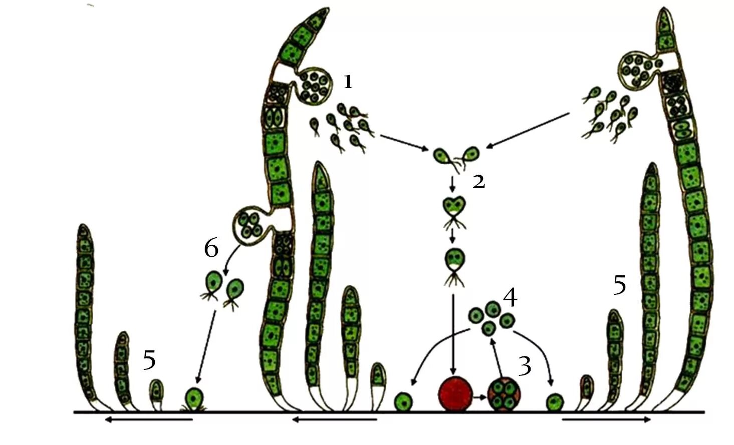 Улотрикс цикл размножения. Размножение водорослей схема улотрикс. Улотрикс бесполое размножение. Цикл развития улотрикса схема.