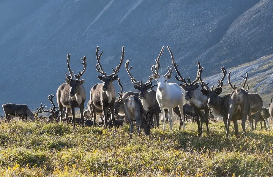 дикий северный олень в тундре. путоранский заповедник северный олень. новоземельский северный олень. канада северный олень карибу. северный олень новоземельский подвид – rangifer tarandus pearsoni lydekker, 1903.