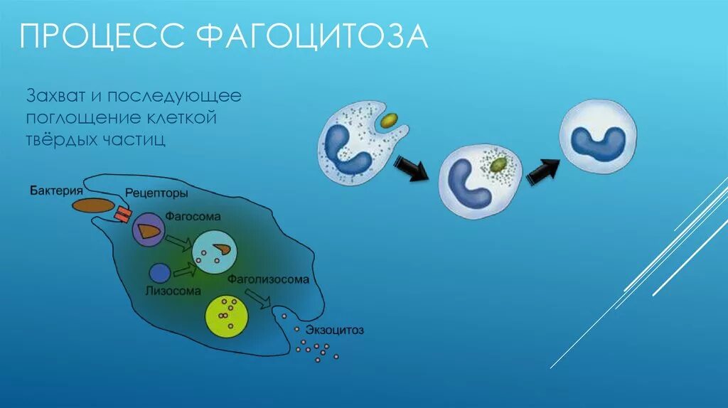 Фагоцитоз захват клеткой. Фагоциты иммунология. Рецепторы фагоцитоза иммунология. Клеточный фагоцитоз. Феномен фагоцитоза.