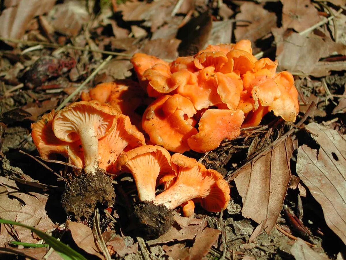 несъедобные грибы ложные лисички. лисички несъедобные. лисички несъедобные. ложная лисичка. гриб омфалот маслиновый.