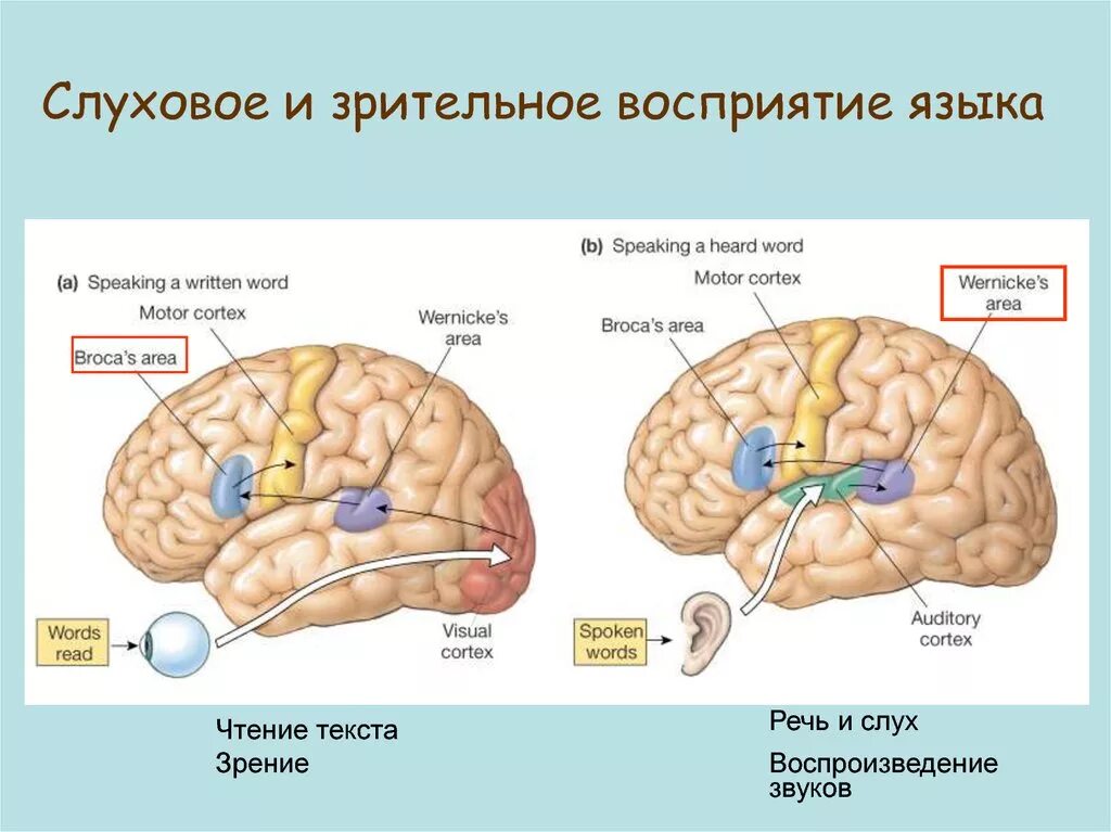 Зрительное и слуховое восприятие. Зрительная слуховая. Зрительная, слуховая информация. Зрительно-слуховое восприятие. Виды восприятия слуховое