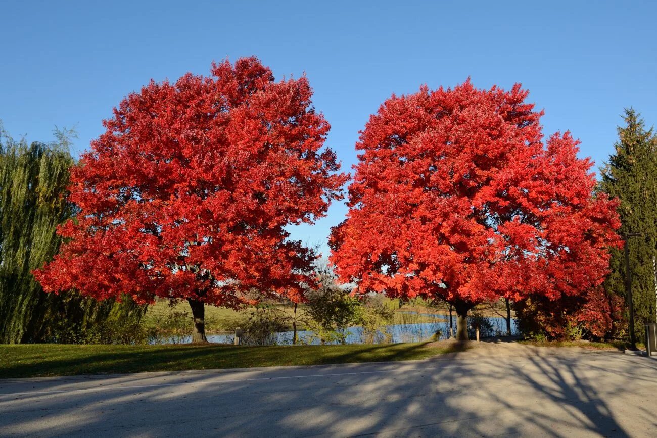 Почему краснеет дерево. Клен красный Acer rubrum. Acer rubrum (клен красный) 'Red Sunset'. Acer rubrum клен. Acer rubrum (клён красный) 'October Glory'.