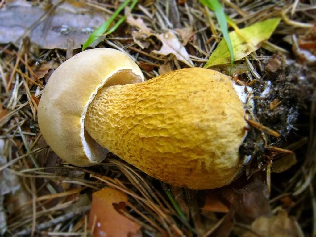 Желчный гриб и другие. Желчный гриб горчак. Горчак, ложный белый гриб. Ложный Боровик, желчный гриб. Желчный гриб ложный белый.