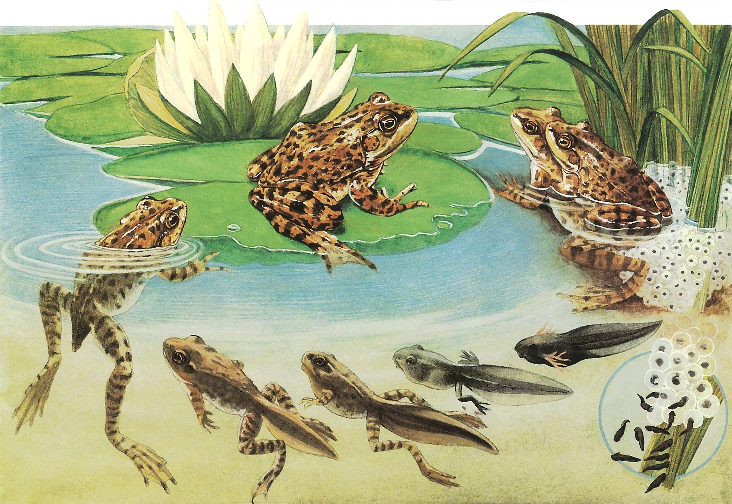 Жизнь в воде эволюция. Стадии развития головастика лягушки. Превращение головастика в лягушку. Жизненный цикл развития лягушки. Травяная лягушка жизненный цикл.