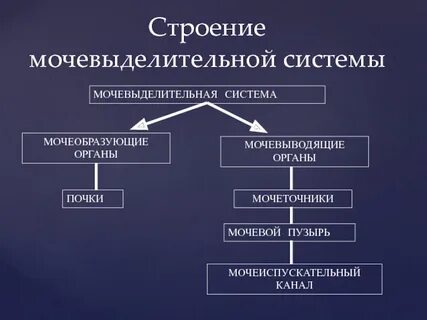 Мочевыделительная система таблица