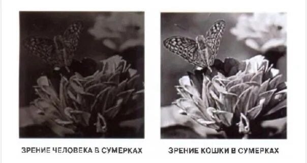Как видят мир коты
