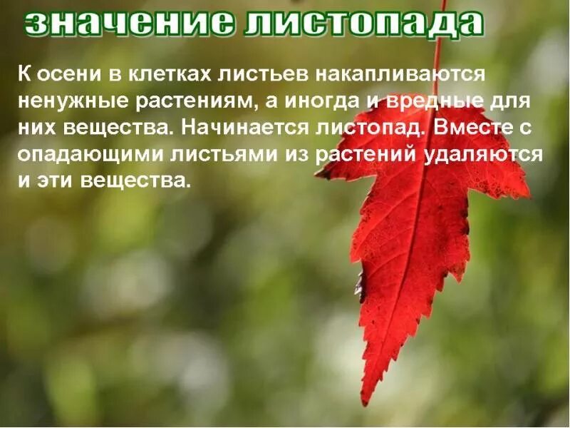 Какое значение имеет листопад. Накапливаются вредные вещества в листьях. листопад определение. ненужные для организма растения вещества накапливаются в. листопад у вечнозелёных растений.
