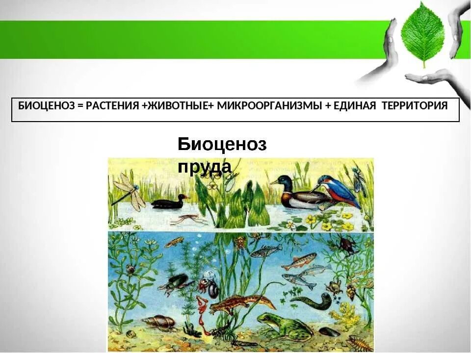 Какие организмы могут обитать в одном биоценозе