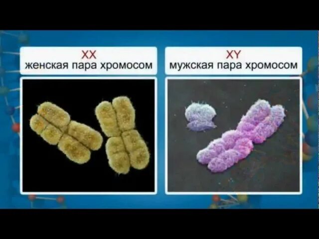 Половые хромосомы женщины. Женские и мужские половые хромосомы. XY хромосомы мужские. ХХ половые хромосомы.