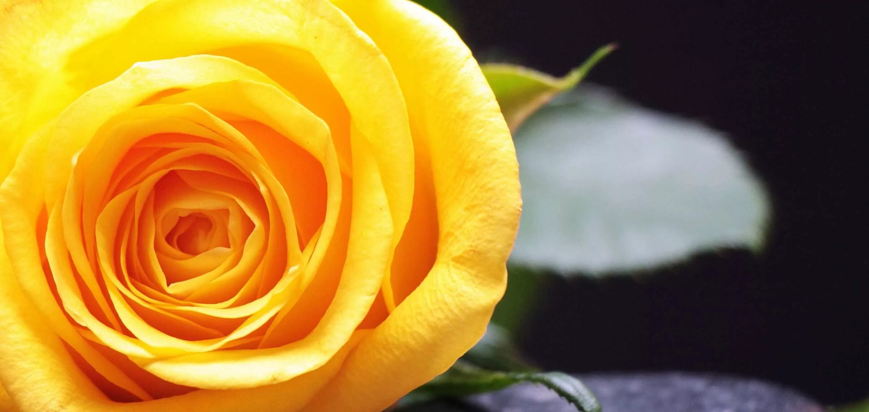 Желтоватые или розовые лепестки. Желтые розы. Крупные желтые розы. Цветок розы желтой крупно. Цветы розовый желтый.