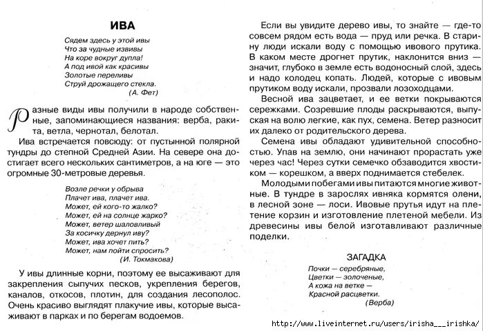 Сочинение ива над заглохшей рекой. Сочинение про иву. Сказка про иву. Окружающий мир 2 класс про иву. Доклад о дереве.