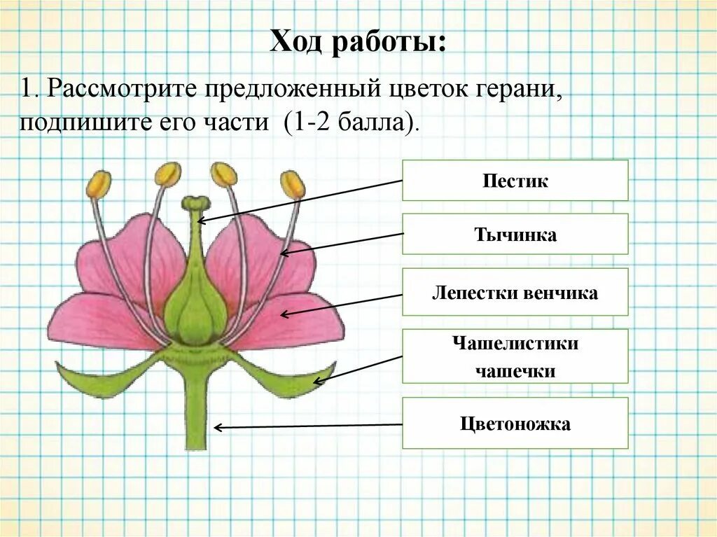 Герань строение. Строение цветоножки. схема строения цветка пестик. строение тычинок и пестика герани. схема цветка чашелистник венчик лепестки тычинки пестик.