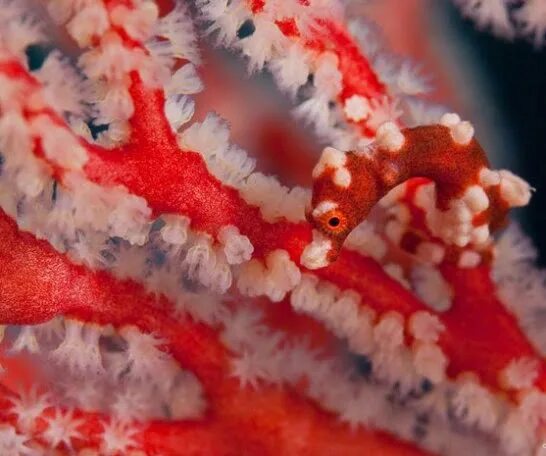 Резьба по кораллу. Дракон кораллов. Морской конёк-тряпичник в водорослях. Корал королева дракон. Дракон кораллов.