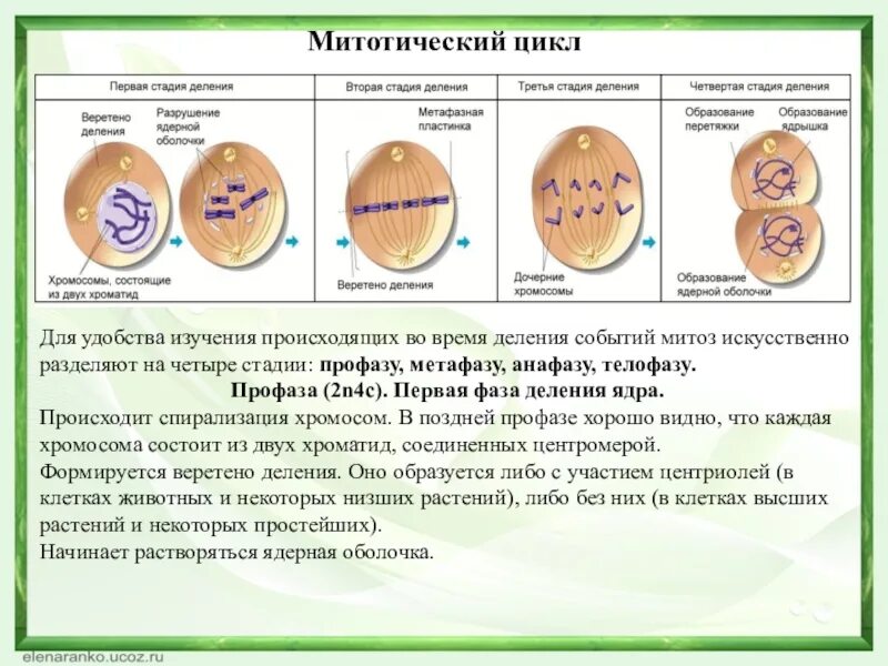 Митотическое деление клетки процессы. Фазы митотического деления клетки. Стадии митотического деления. Митотическое деление животных клеток. Дочерних клетках любого организма при митозе образуется