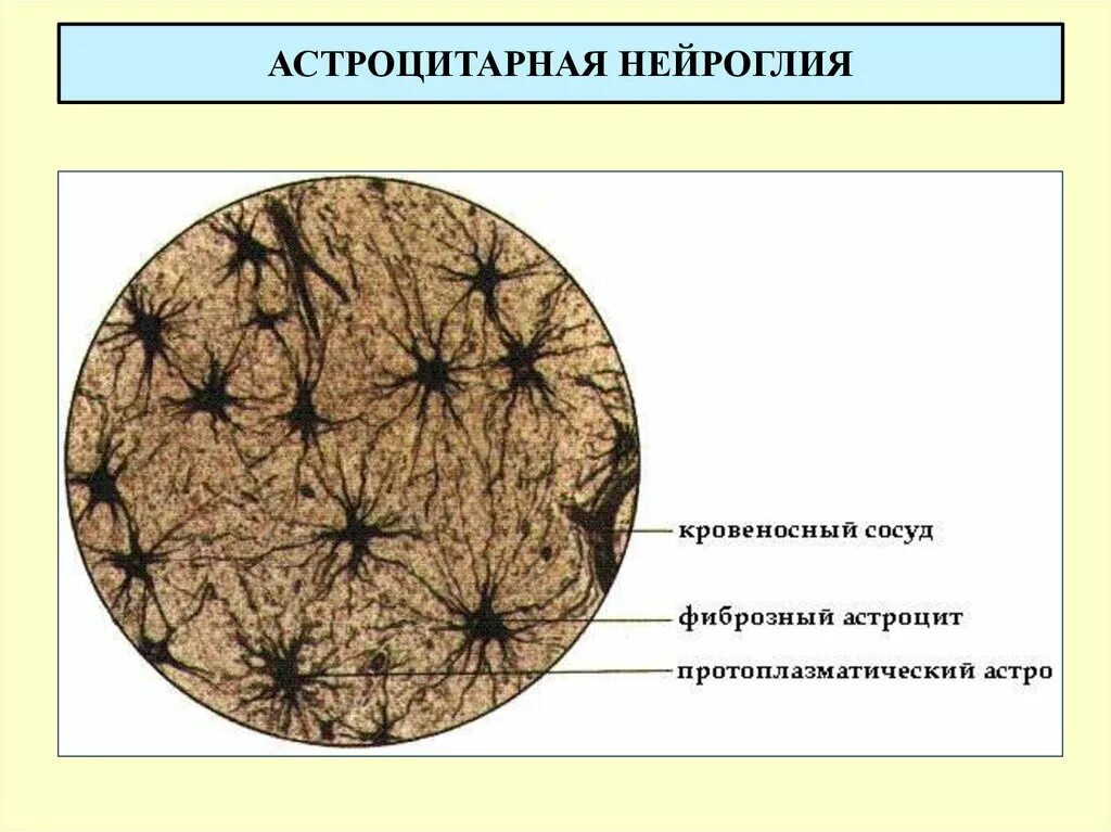 Нейроглия гистология препарат. Астроцитарная глия препарат гистология. Строение нейроглии гистология. Глиальные клетки микроглия.