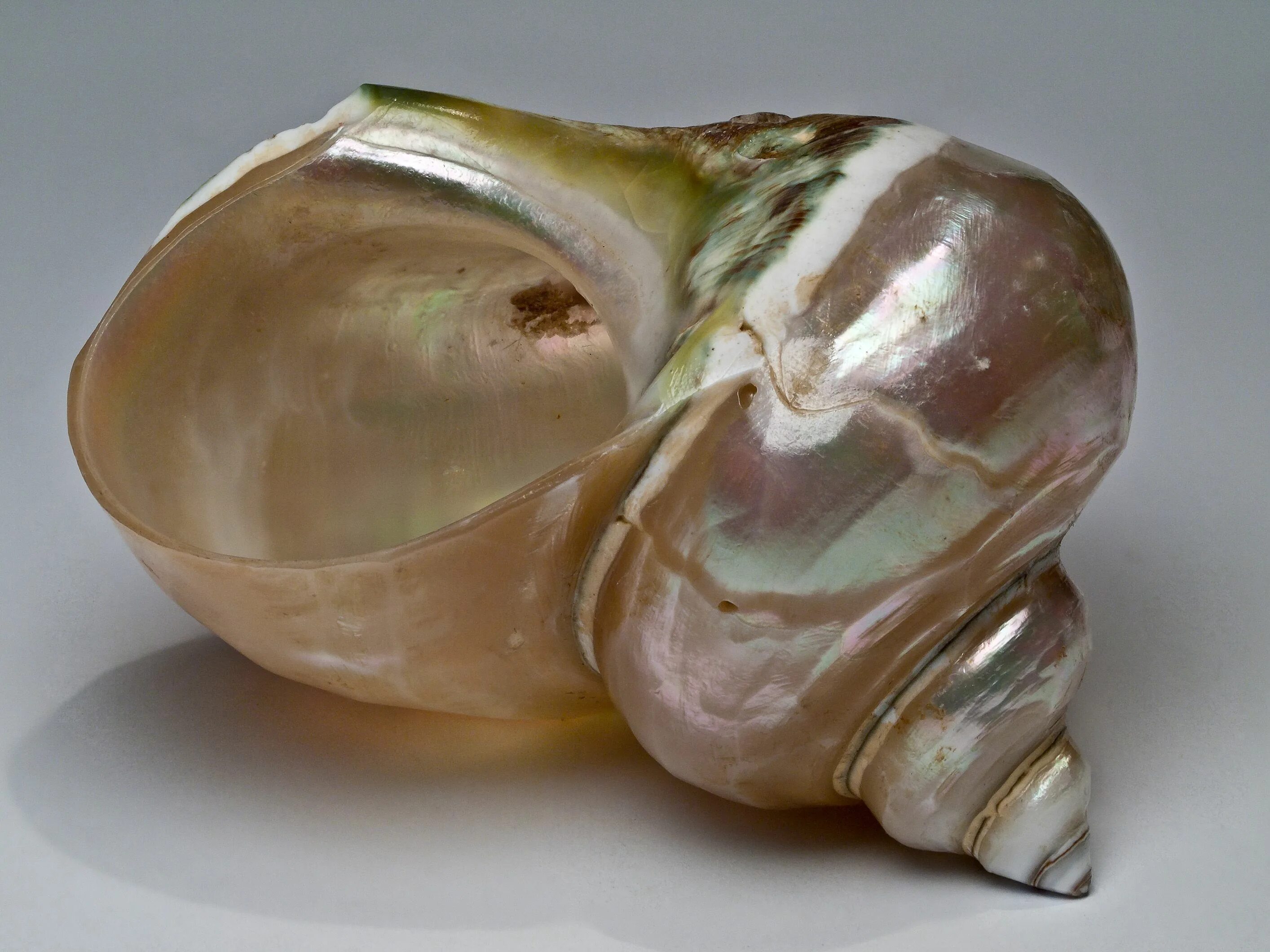 Раковина Conch Shell. Морская раковина турбо зелёный нефрит. Перламутр Ракушка. Перламутровая раковина. Перламутровые раковины