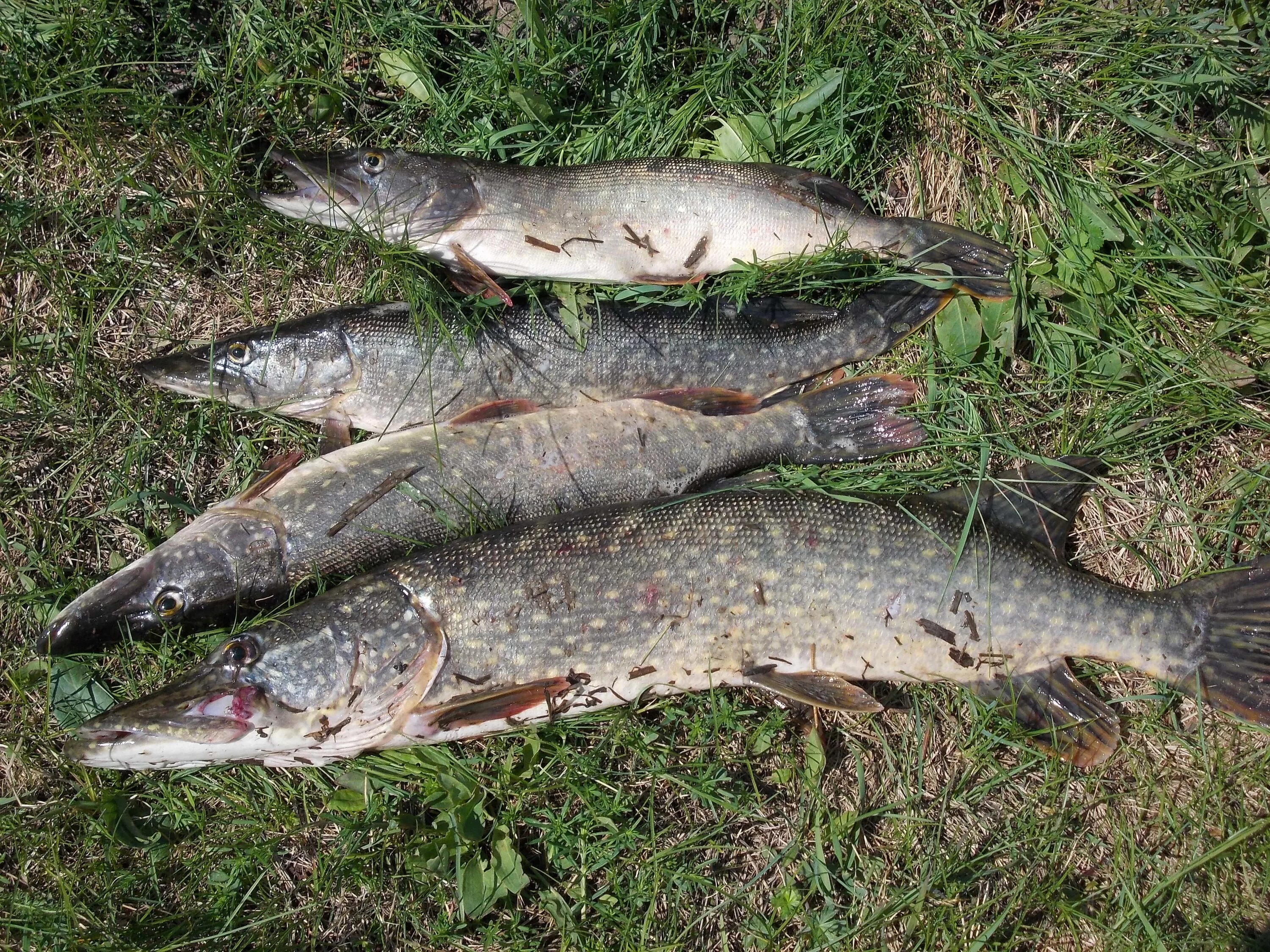 рыба щука. улов щуки. щука на траве. щуки на берегу. улов щуки на траве.