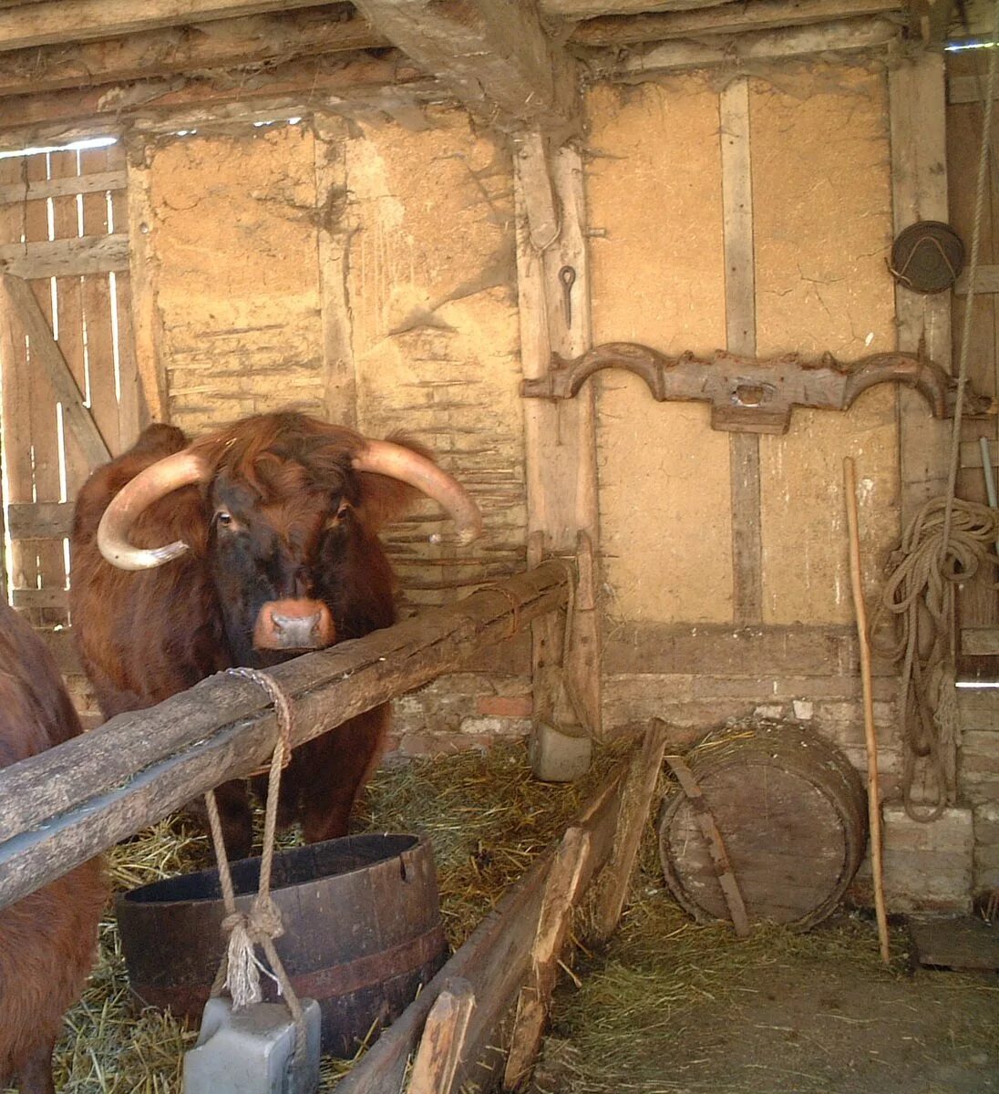 Корова. Сарай для крс. Сарай для коров. Жилище быка. Жилище быка.