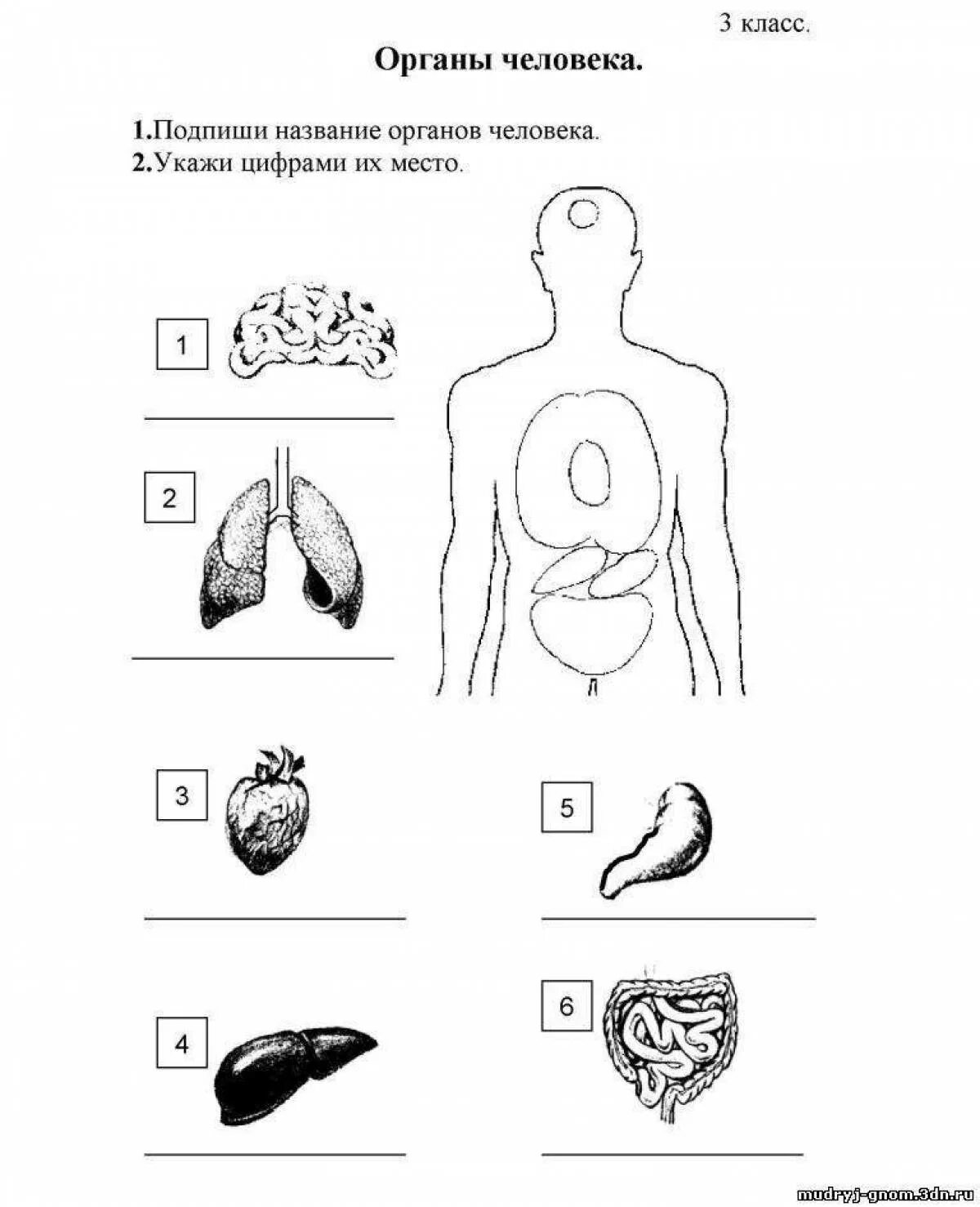 Организм человека 3 класс задания. Внутренние органы человека задания. Строение тела человека 2 класс задания. Внутренние органы задания для детей.