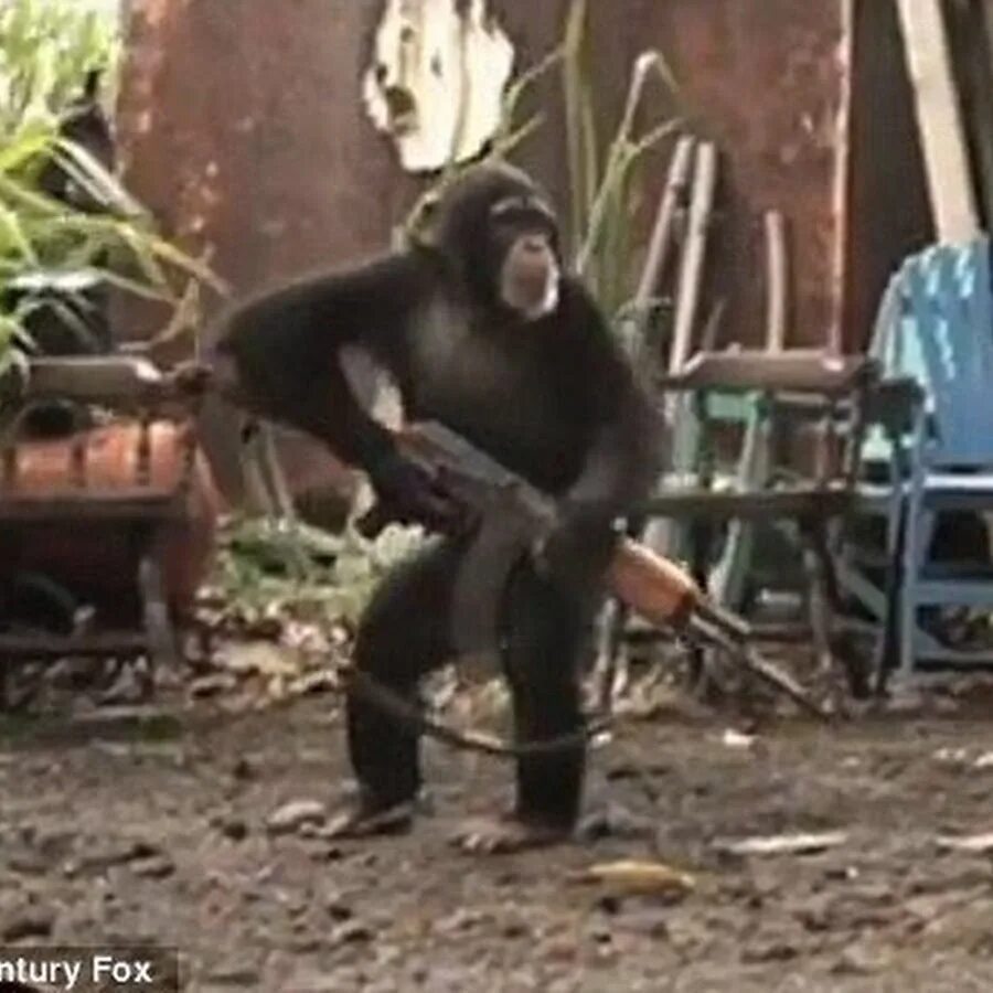 Обезьяна разобрать. Шимпанзе с автоматом. Обезьяна с пистолетом. Обезьяна с оружием.
