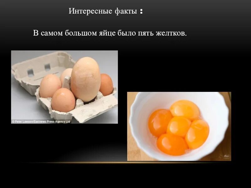 Как получить самое сильное яйцо. Интересные факты о яйцах. факты о яйцах куриных. интересные факты о яйцах в картинках. самое интересное о яйцах.