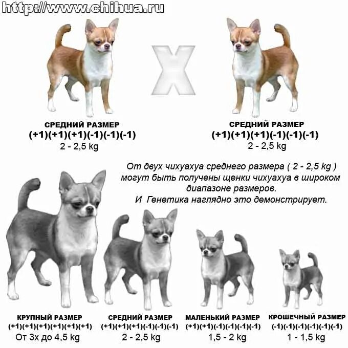 Размер чихуахуа стандарт. Чихуахуа стандарт мелкий стандарт. Щенки чихуахуа гладкошерстные стандарт. Чихуахуа стандарт мини микро.