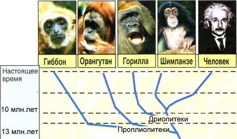 Общий предок человека и гориллы