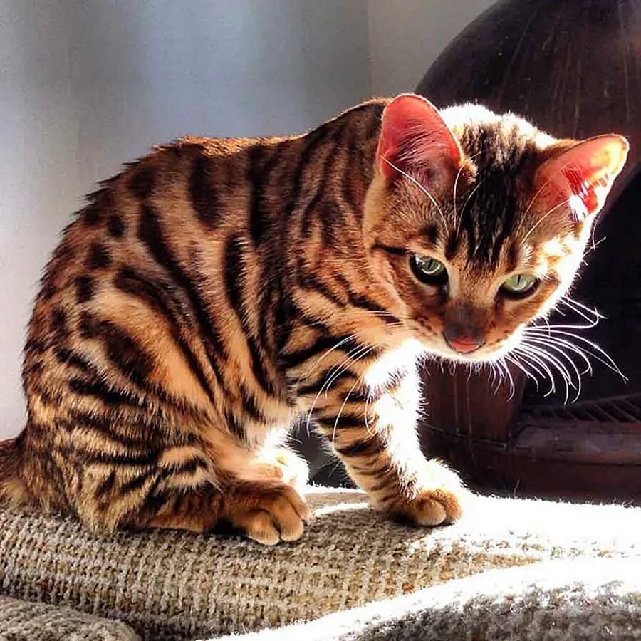 Котенок стоит