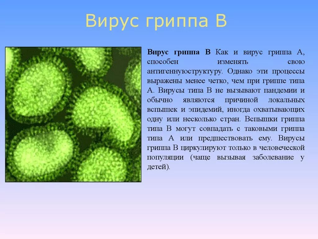 Вирус гриппа. Типы вирусов. Виды вирусов гриппа. Классификация вируса гриппа.