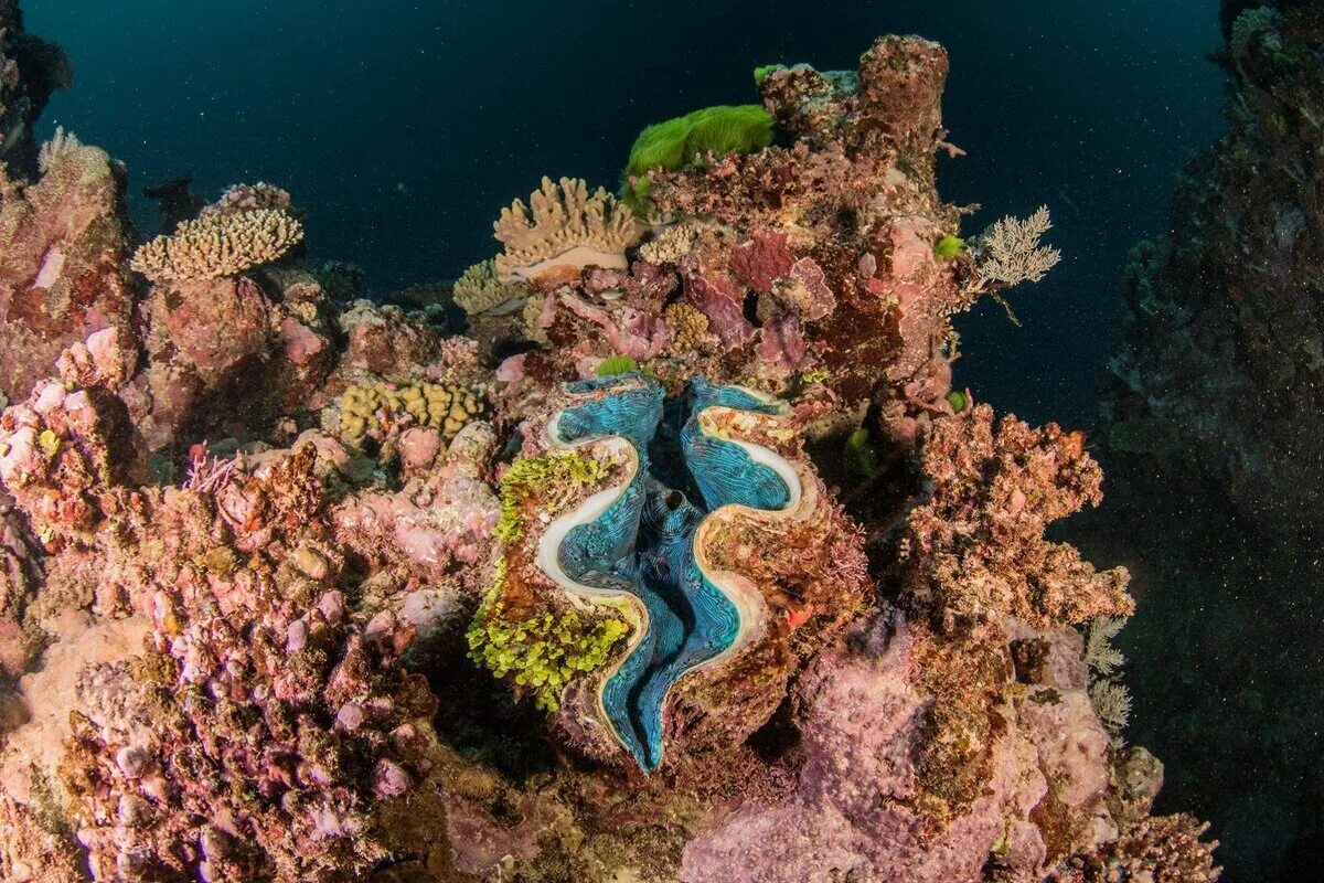 Большой Барьерный риф Австралия. Коралловый Барьерный риф в Австралии. Острова большого барьерного рифа. Кораллы большого барьерного рифа Австралия. Большой барьерный риф ответ