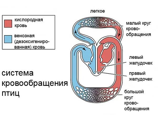 Схема кровообращения птиц. Большой круг кровообращения у птиц схема. Маалый круг кровообращенияптиц. Схема малого круга кровообращения у птиц. Малый круг кровообращения у птиц схема.