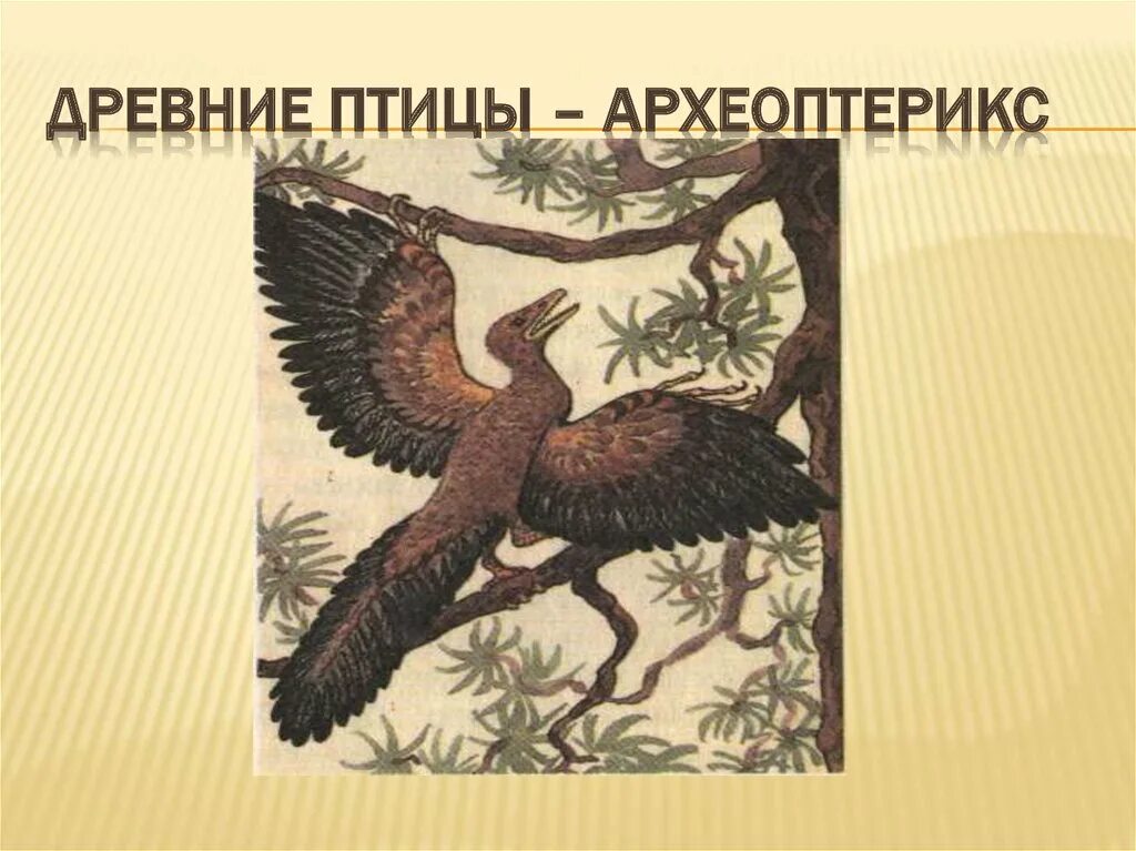 Птицы древних времен. Археоптерикс Эволюция птиц. Древние птицы. Древние птицы названия. Древние птицы происхождение.