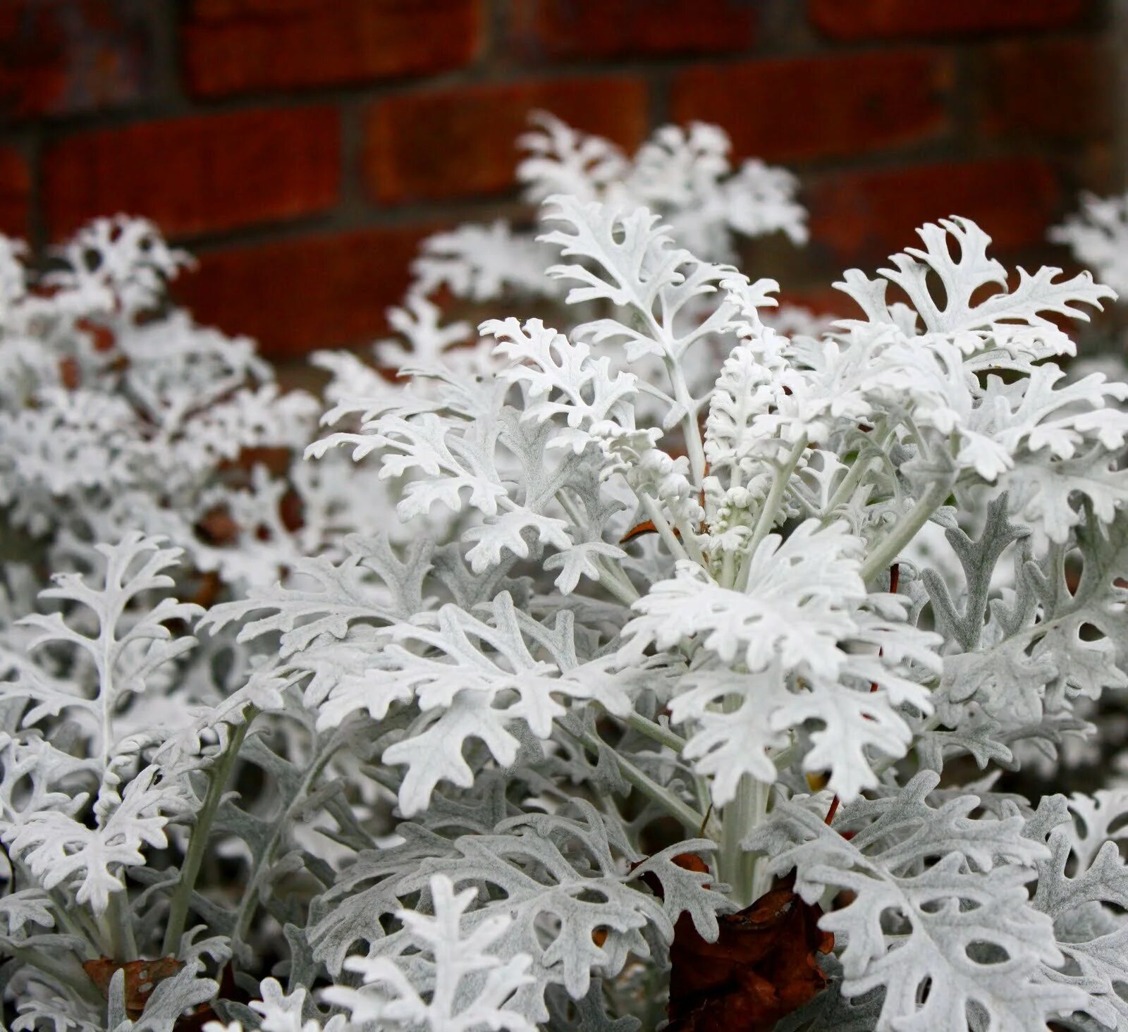 Цинерария как ухаживать в домашних условиях. Цинерария Приморская cineraria maritima. Цинерария Сильверадо. Цинерария крестовник. Цинерария Приморская (Senecio cineraria).