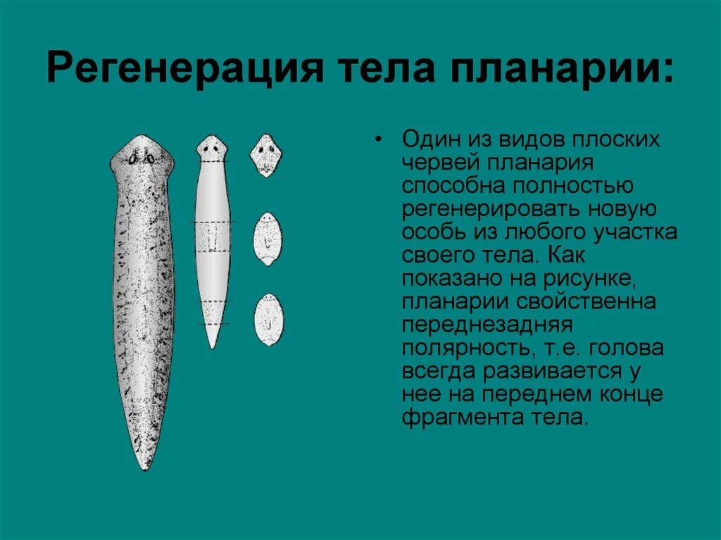 Признаки типа плоские черви. Выделительная система плоских червей представлена. Морские ресничные черви. Окраска плоских червей. Рис 26 плоские черви.