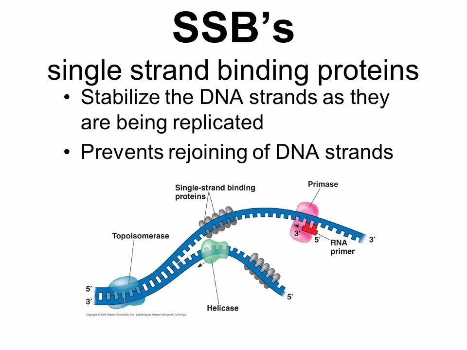 DNA Replication. DNA Replication Protein. Single Strand Binding. Reduplication DNA.