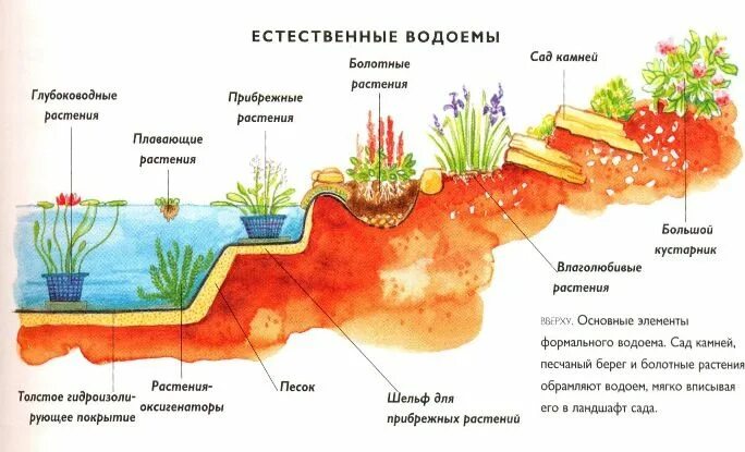 Оксигенаторы Садовые пруды, Пруд, Растения