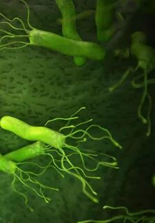 Инфекция н pylori