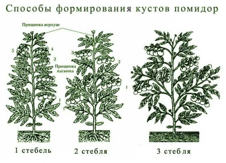 Формируем кусты томатов. Пасынкование детерминантных томатов. пасынкование помидор. схема пасынкования томатов. пасынкование томатов в открытом грунте схема.