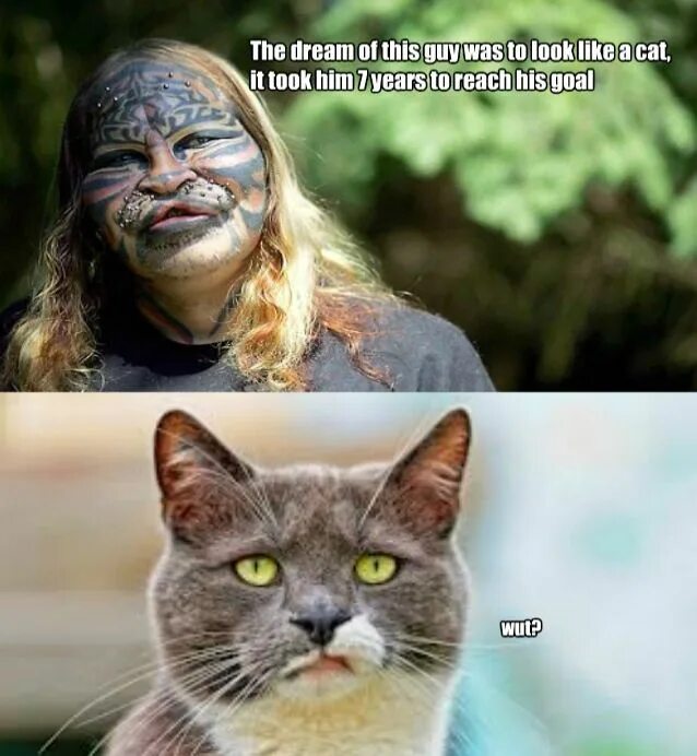 Pin by Black_Rose on Сонхри Cats, Animals